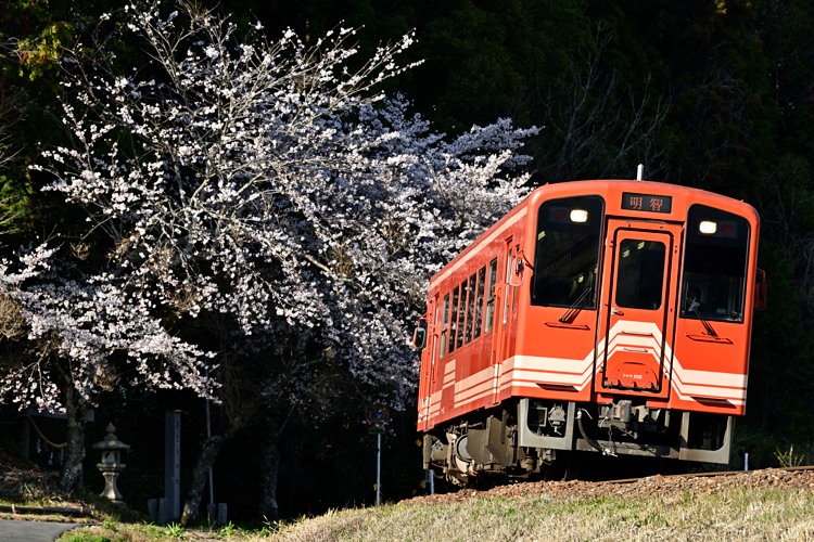 鎮守の桜 鎮守の桜