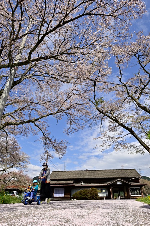 桜の絨毯の散歩道 桜の絨毯の散歩道