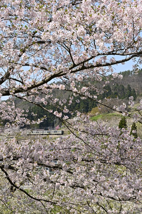 烏帽子山の桜 烏帽子山の桜