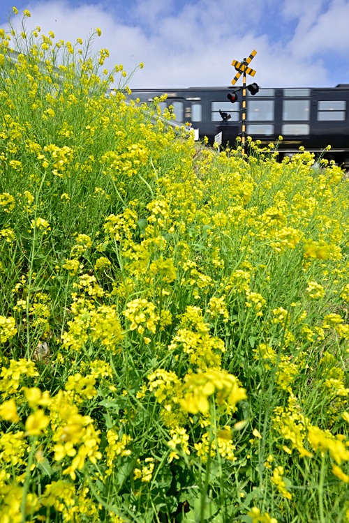 春色の踏切 春色の踏切