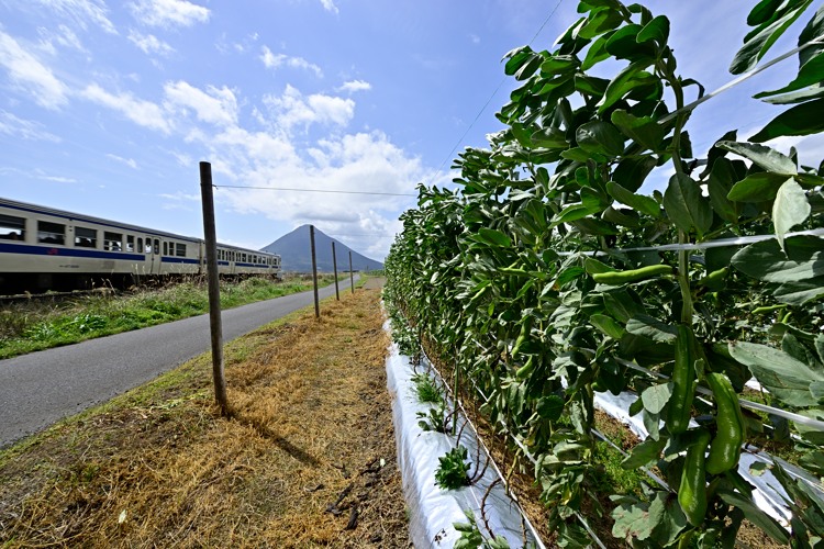 指宿のそら豆畑 指宿のそら豆畑