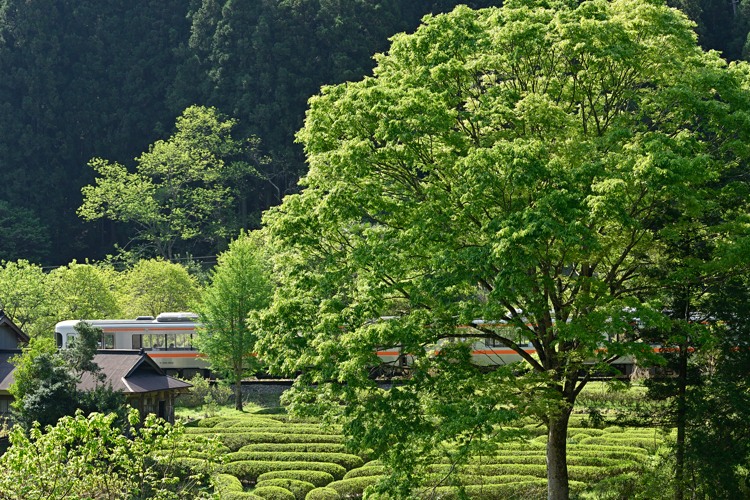 素朴な木橋を渡って 素朴な木橋を渡って