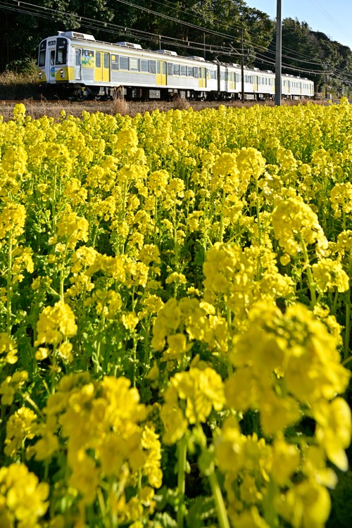 菜の花の季節がやって来た! 菜の花の季節がやって来た!